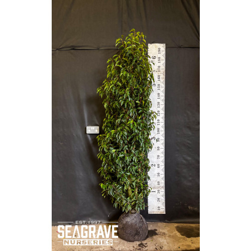 Hedging Prunus Lusitanica Rootballed 175 - 200cm (5ft 8in- 6ft 5in ) Planted Height - TAKING ORDERS FOR LATE SEPTEMBER 2025