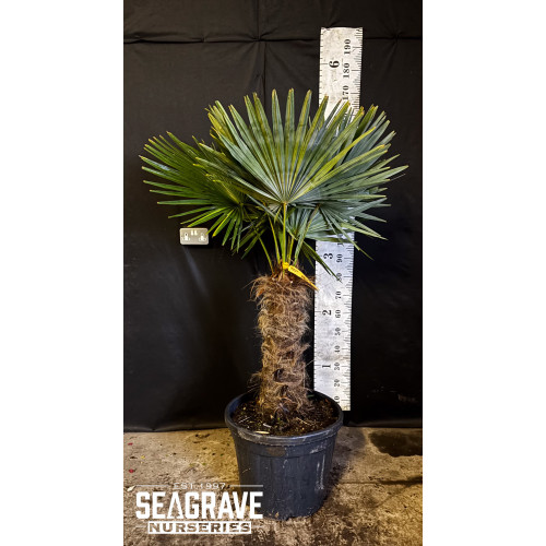 Trachycarpus Fortuneii (Chusan Palm), 50-60cm Trunk, 140-150cm Including Pot, 35L
