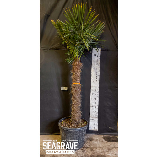 Trachycarpus Fortuneii (Chusan Palm), 120-130cm Trunk, 220-250cm Including Pot, 70L