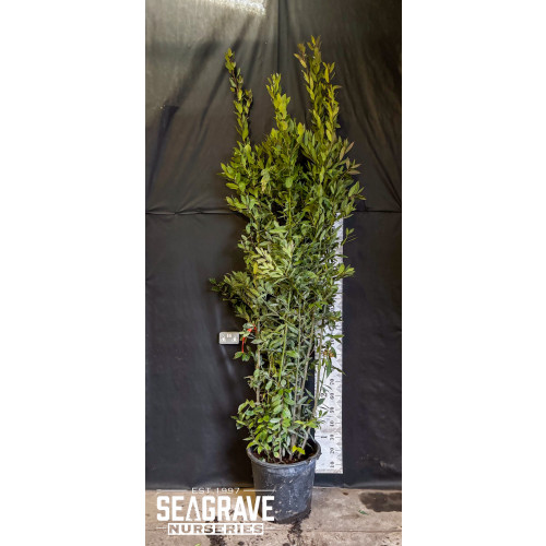 Bay Tree (Laurus Nobilis) Bush, 250-300cm (8ft - 10ft), 90L
