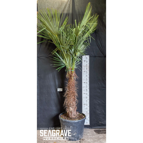 Trachycarpus Fortuneii (Chusan Palm), 110-120cm Trunk, 200-250cm Including Pot, 70L