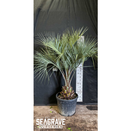 Butia Capitata (Jelly Palm), 180-210cm (6-7ft) including pot height
