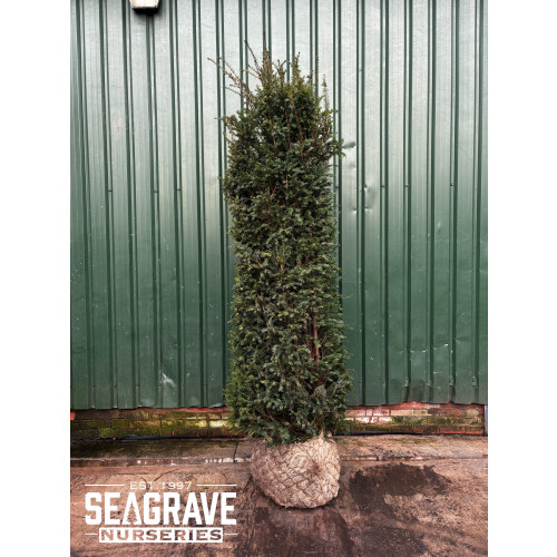 Taxus Baccata Rootballed, 250-275cm (8ft 2in -9ft) Planted Height - SOLD OUT - TAKING ORDERS FOR AUTUMN 2025