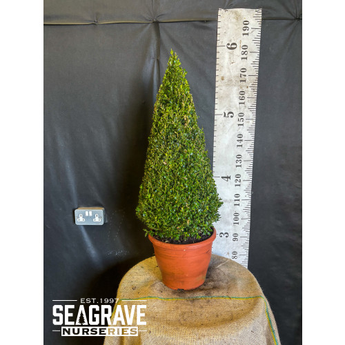 Box Buxus Cone, 90cm (2ft 10in) Including Pot