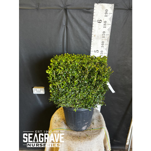 Box Buxus Cube, 50 x 50 x 50cm