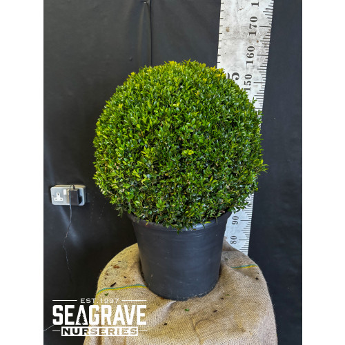 Box Buxus Ball, 50cm