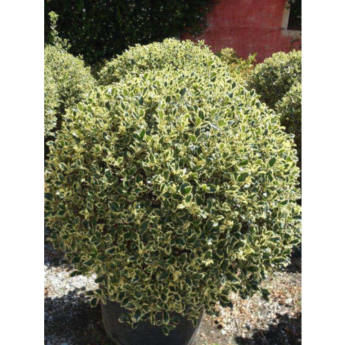 ILEX AQUIFOLIUM AUREOMARGINATA 120-130CM DIAMETER BALL