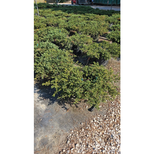 Juniperus Communis Repanda, 18lt pot, 60-70cm Tall