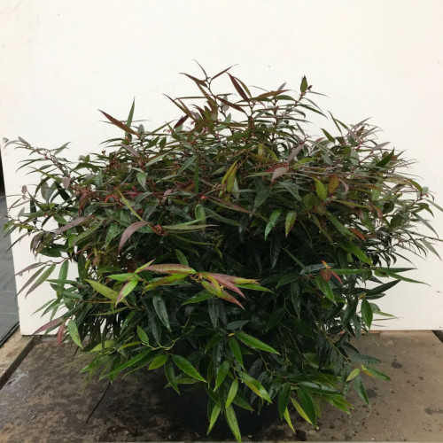 Leucothoe k. 'Burning Love' C10 - 30-40cm