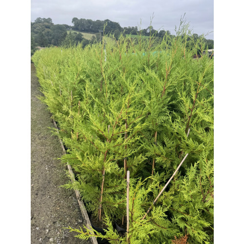 Leylandii Green 120-150cm Plant height 3lt pot