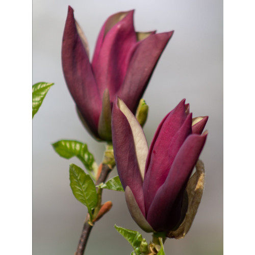 Magnolia â€˜Black Beautyâ€™ 125-150cm in 20lt Pot
