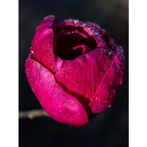 Magnolia â€˜Black Tulipâ€™ 125-150cm in 20lt Pot