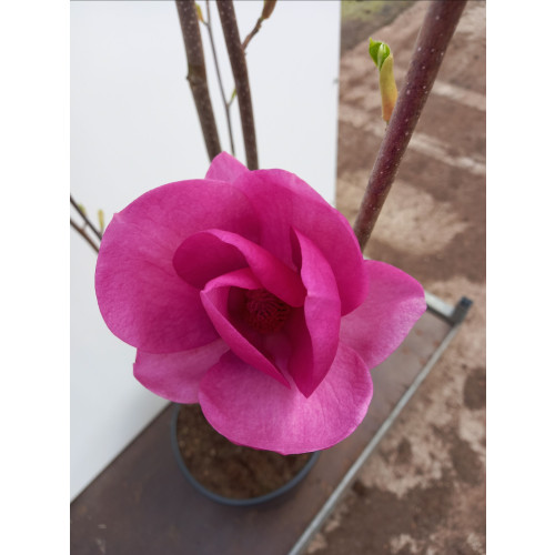 Magnolia â€˜Cleopatraâ€™ 125-150cm in 20lt Pot