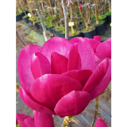 Magnolia â€˜Emperorâ€™ 100-125cm in 20lt Pot