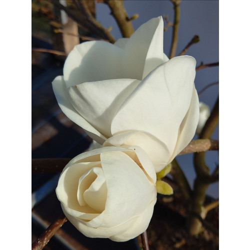 Magnolia soul. â€˜Lennei Albaâ€™ 100-125cm in 20lt Pot