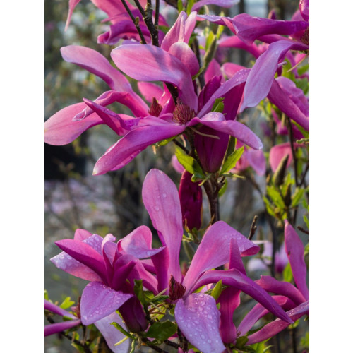 Magnolia â€˜Susanâ€™ 100-125cm in 20lt Pot