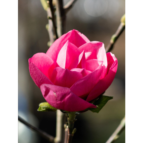 Magnolia â€˜Watermelonâ€™ 80-100cm in 20lt Pot