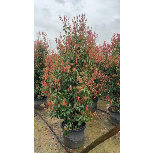 Photinia Red Robin 250-300cm including pot height