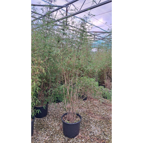 Fargesia Angustissima 120/150cm