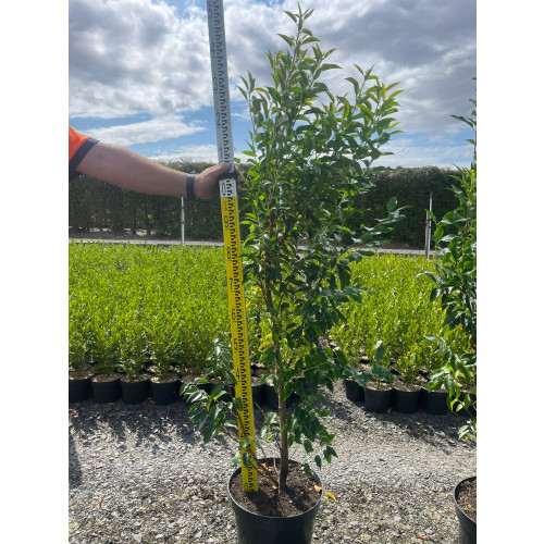 Prunus Lusitanica Hedging, 120-140cm Potted