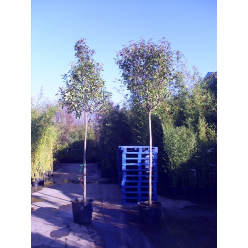 Photinia Red Robin Large Standard 2m Clear stem - 16/18 cm girth - 80-100cm Crown dia - 4m (Aprox) Height Including Pot