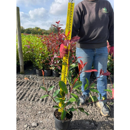 Photinia Red Robin 40-50cm plant height - 2 litre pot