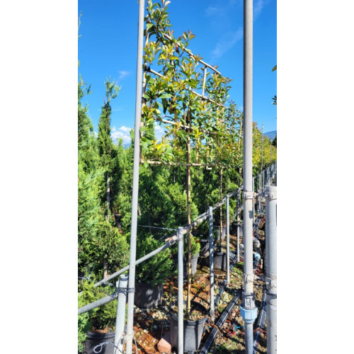 Photinia 'Red Robin' 1.5 Metre Clear Stem 8/10cm girth (frame 120cm wide x 100cm tall Trellis)