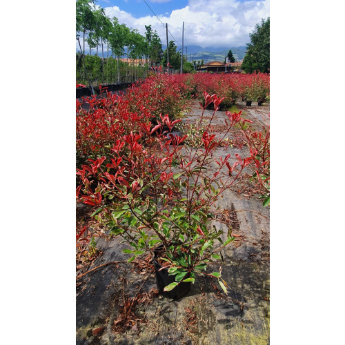 Photinia 'Pink Marble' 80-100cm plant height
