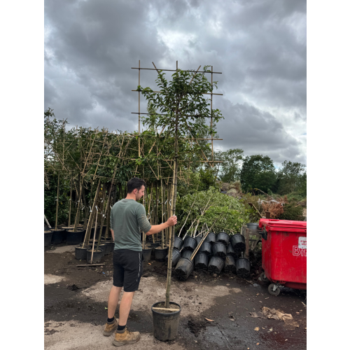 Prunus Lusitanical Pleached (Portuguese Laurel) 1.8m stem, 8-10cm Girth, 120cm high x 120cm wide trellis