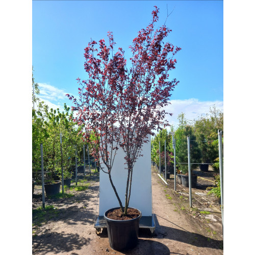 Prunus cer. â€˜Nigra', 300-350 LOW UMBRELLA