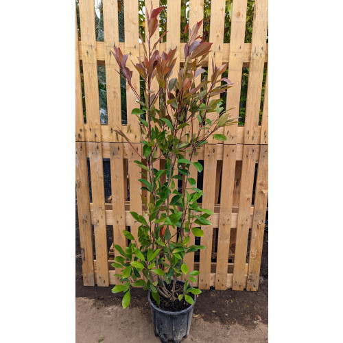 Photinia Red Robin 120-140cm Plant Height 10lt