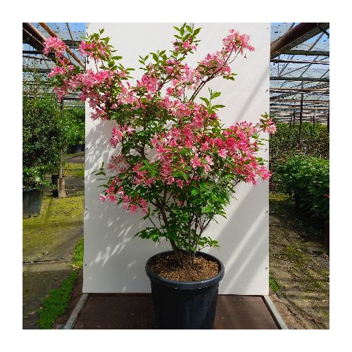 Rhododendron (AV) â€˜Jolie Madameâ€™, 100-125 C35