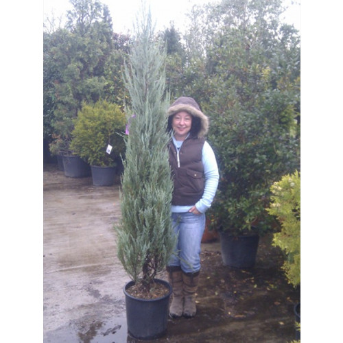 Juniperus Skyrocket pot gown 7ft - 8ft /210-240cm height including pot height