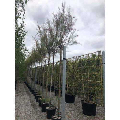 Tamarix Tetrandra Std, 180cm Clear Stem, 12/14 Girth, 300cm (Approx) Planterd Height, 30L