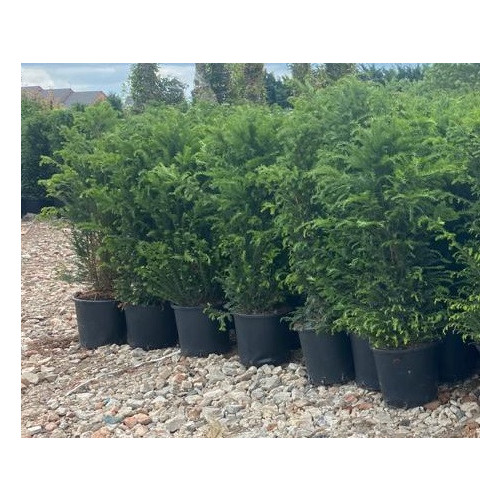 Taxus Baccata Hedging 150-175cm potted