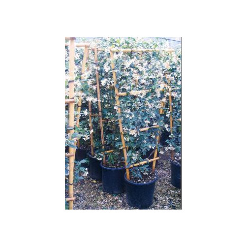 TRACHELOSPERMUM JASMINOIDES on trellis 4ft high