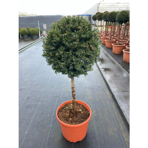 Taxus Baccata,1/2 Std, 45-50cm Head, 70-80cm Stem, 45L