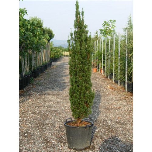 Taxus Baccata Fastigiata Gold Elegant Column, 160cm (5ft 6in) planted height