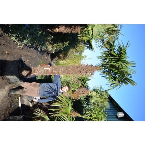 Trachycarpus Fortuneii Chusan Palm 150-160cm Trunk (Approx Total Height 300cm Including 130 litre Pot)