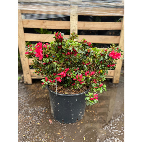 Rhododendron (AJ) 'Aladdin Scout' 50-70cm in 18lt pots