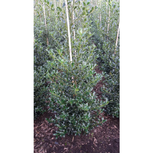Holly 'Alaska' (Ilex Aquifolium 'Alaska') , 80-100cm, Rootball - SOLD OUT