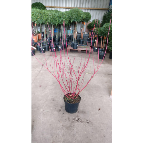Cornus Sibirica in 7.5 litre pots 60-80cm tall