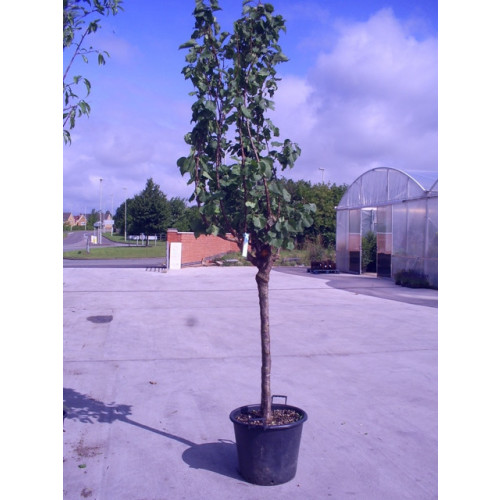 PRUNUS ARMENIACA - APRICOT 9ft-275cm tree height girth15-20cm