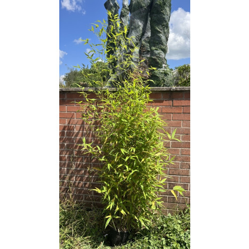 Gold Bamboo Phyllostachys Aurea,150/200cm, EXCLUDING pot height