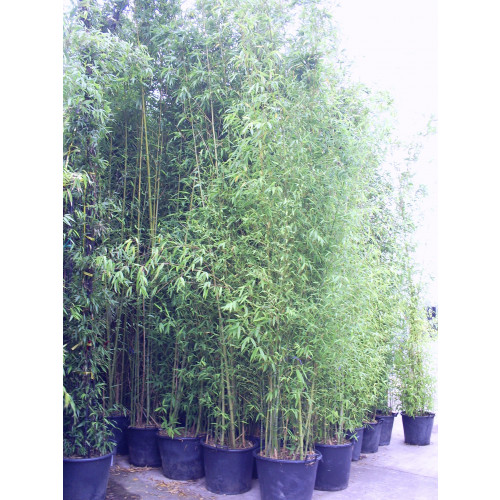 Gold Bamboo Phyllostachys Aurea, 400/450cm, EXCLUDING pot height