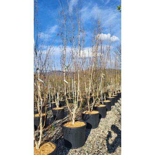 Himalayan Birch ''Jacquemontii'' (Betula Utilis) 300/350cm not including pot