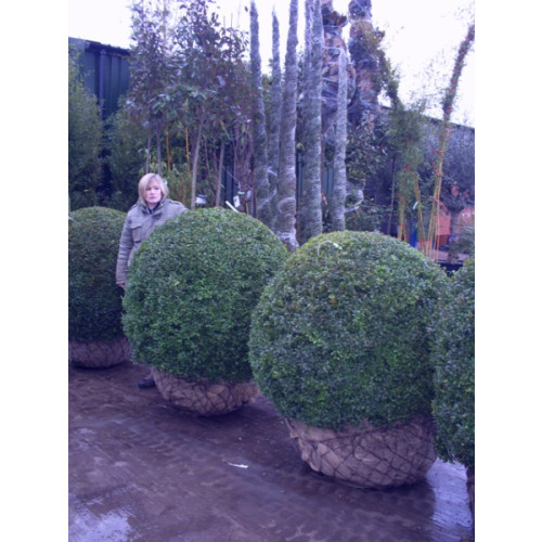 Box Buxus Ball, 100cm