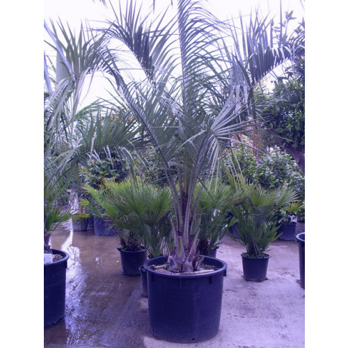 Butia Capitata Jelly Palm 300cm / 8 - 9ft including pot height