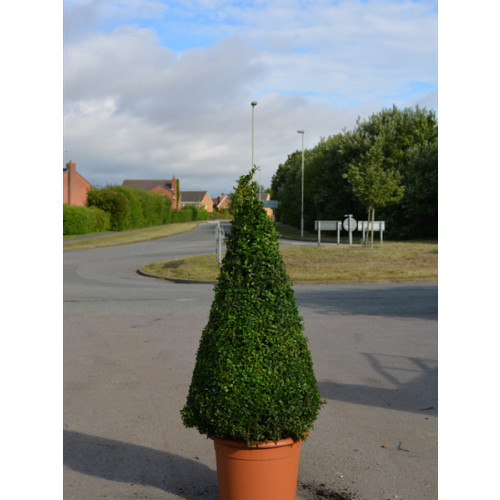 Box Buxus Cone, 100cm (3ft) Including Pot