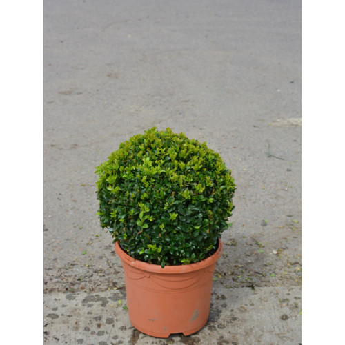 Box Buxus Ball, 25cm